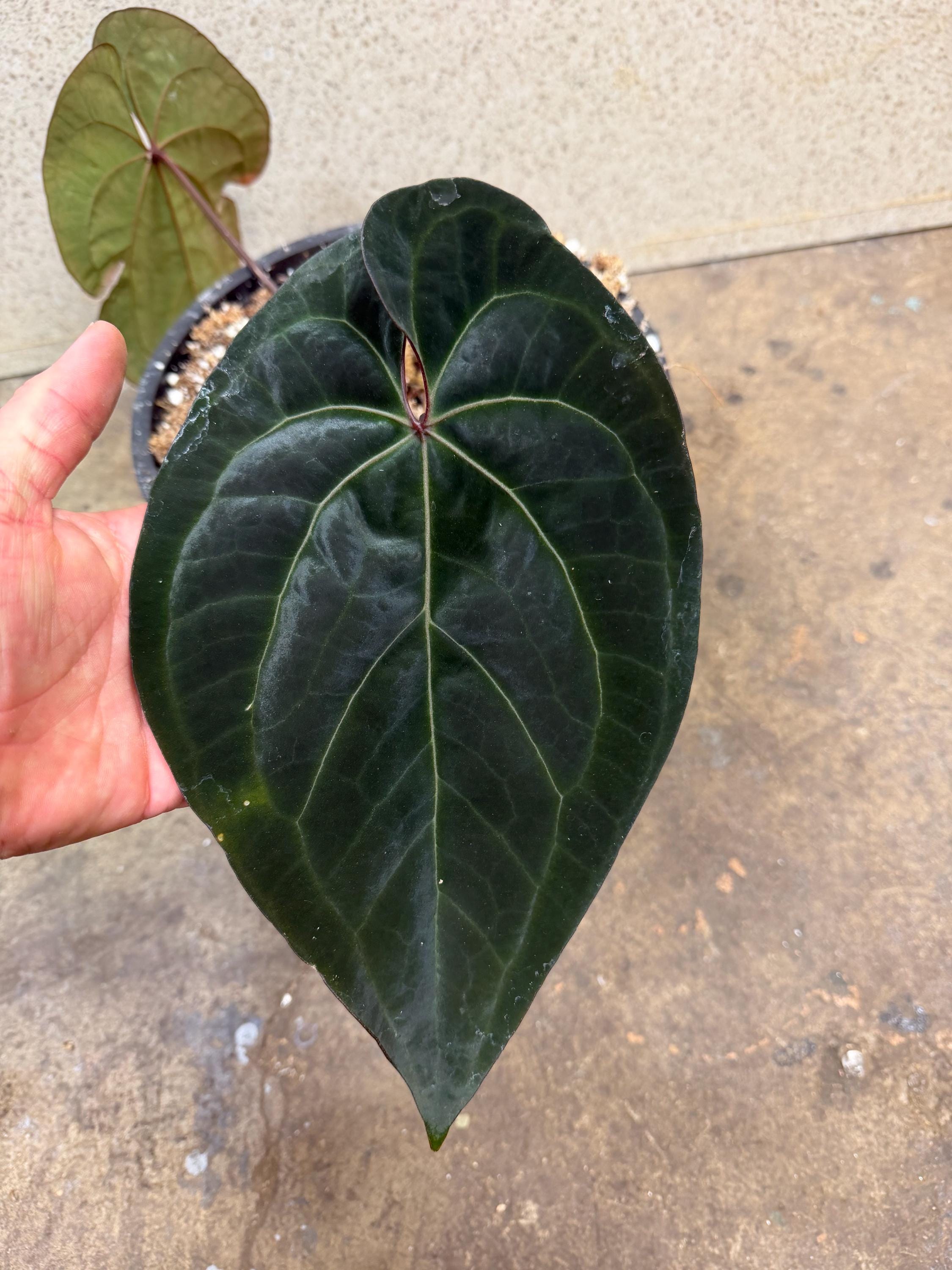 Anthurium Wonderboy X Michelle - Etsy