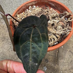 Anthurium Ace of Spades Tezula Dark Form - Etsy