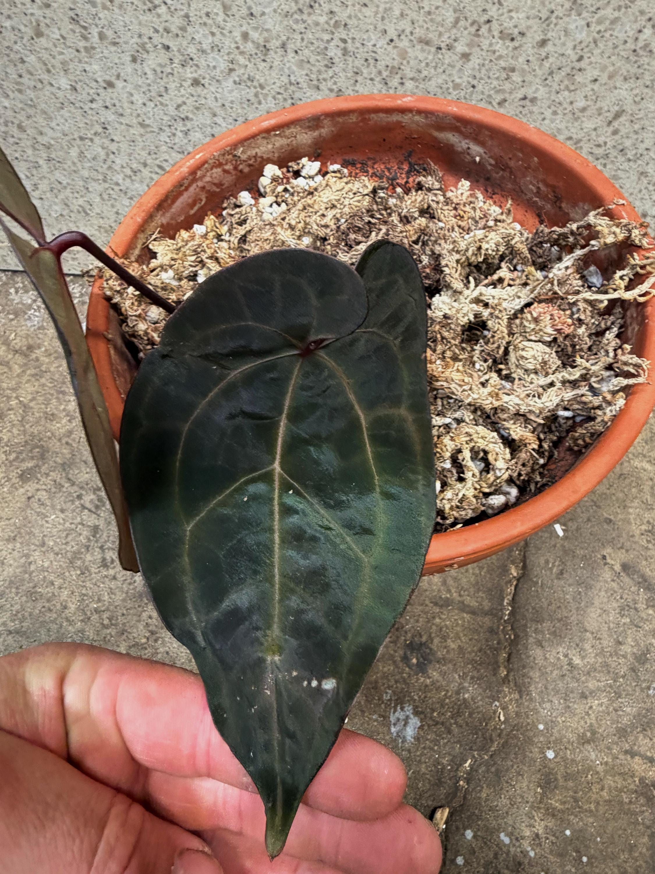 Anthurium Wonderboy X Michelle - Etsy