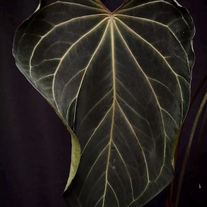 Anthurium Portillae Dorito - Etsy