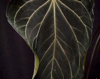 Seed Grown Anthurium King of Spades X Portillae Starter Plant (ALL