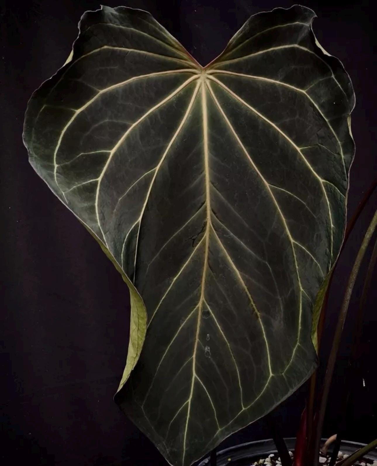Anthurium Portillae X - Etsy