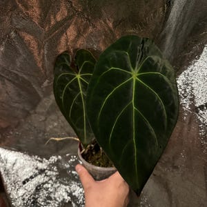 Anthurium Michelle X Wonderboy - Etsy