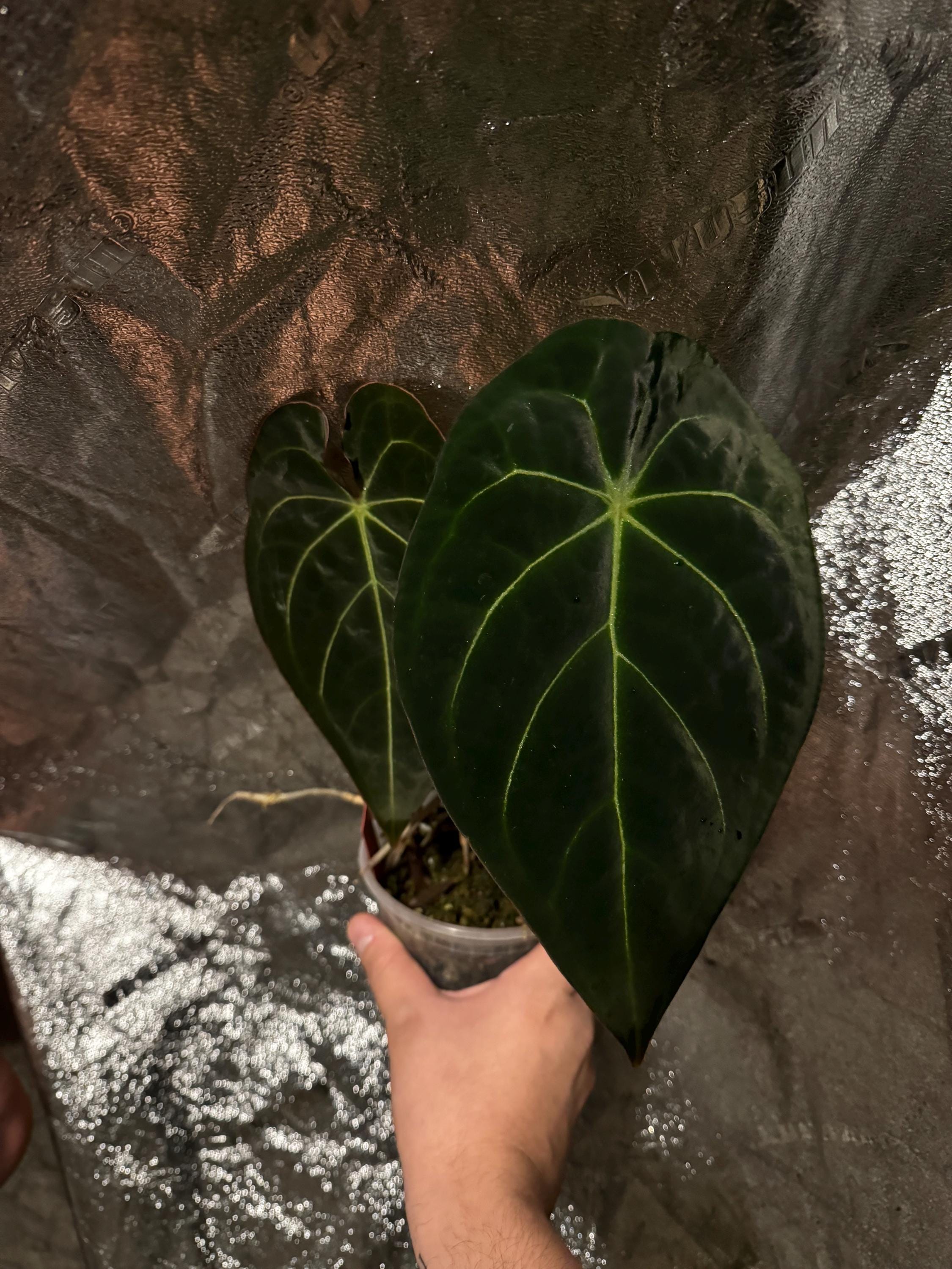 Anthurium Wonderboy X Michelle - Etsy