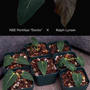 Anthurium NSE Portillae x RL Papillilaminum 4” pot Seedlings - guaranteed live policy