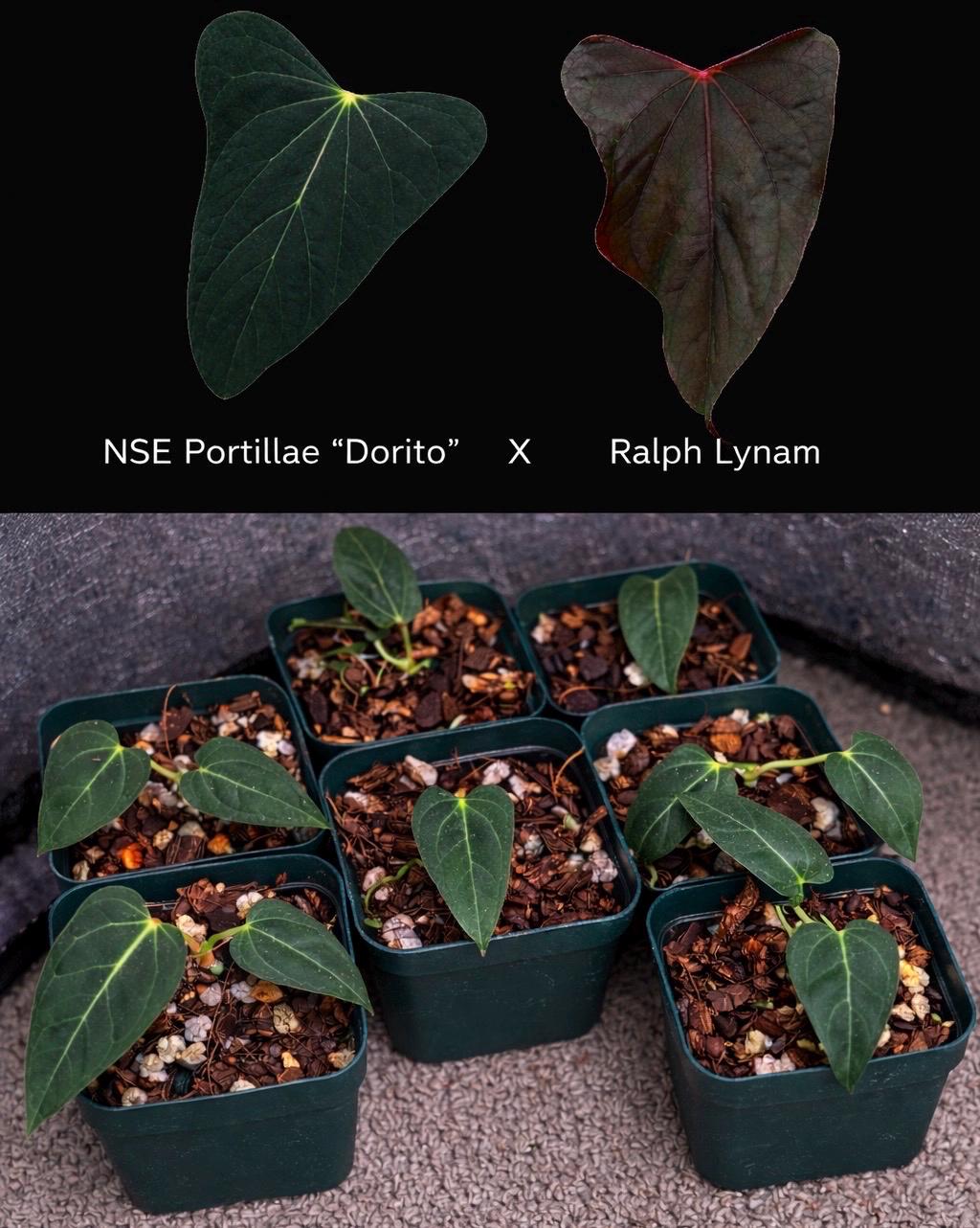 Anthurium Kunayalense - Etsy
