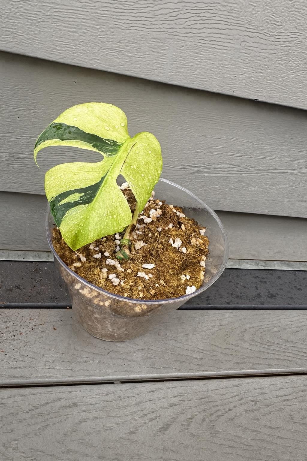 Anthurium dressleri - Etsy 日本