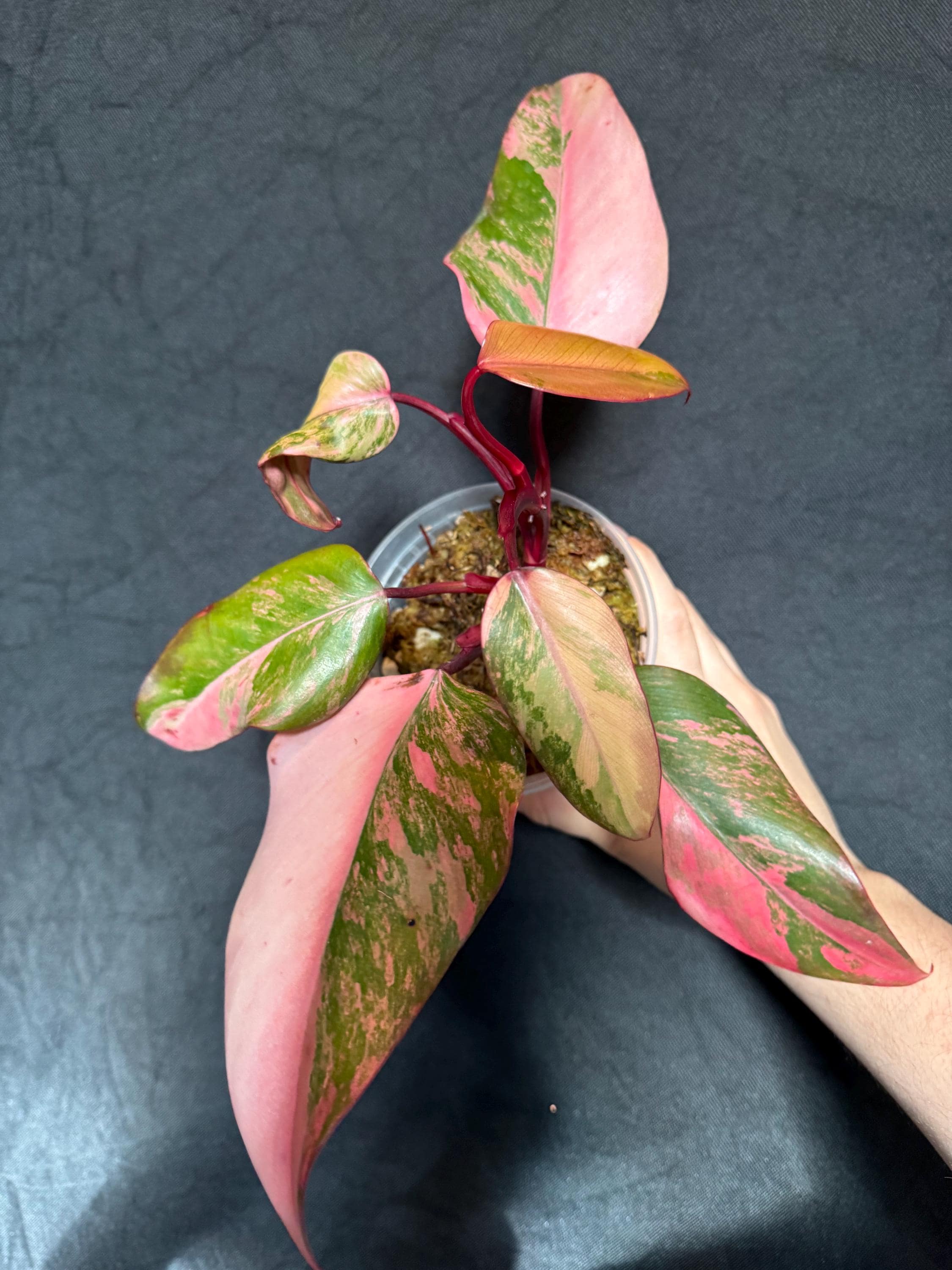 Anthurium Zara X Anthurium Michelle - Etsy