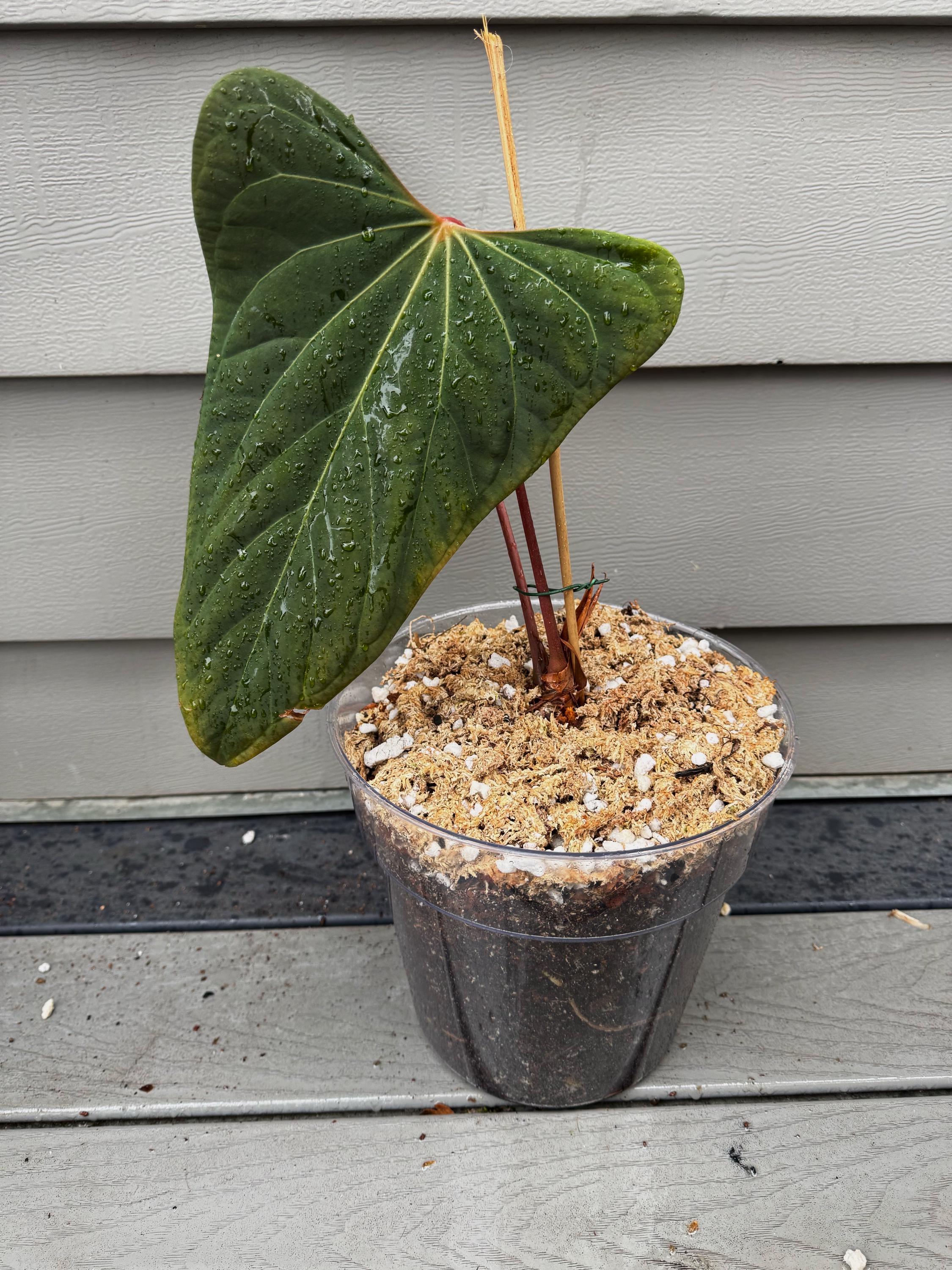 HS　Portillae Dorito (xself )by Scott② MonsteraX Marketplace | Anthurium Offset of Anthurium portillae