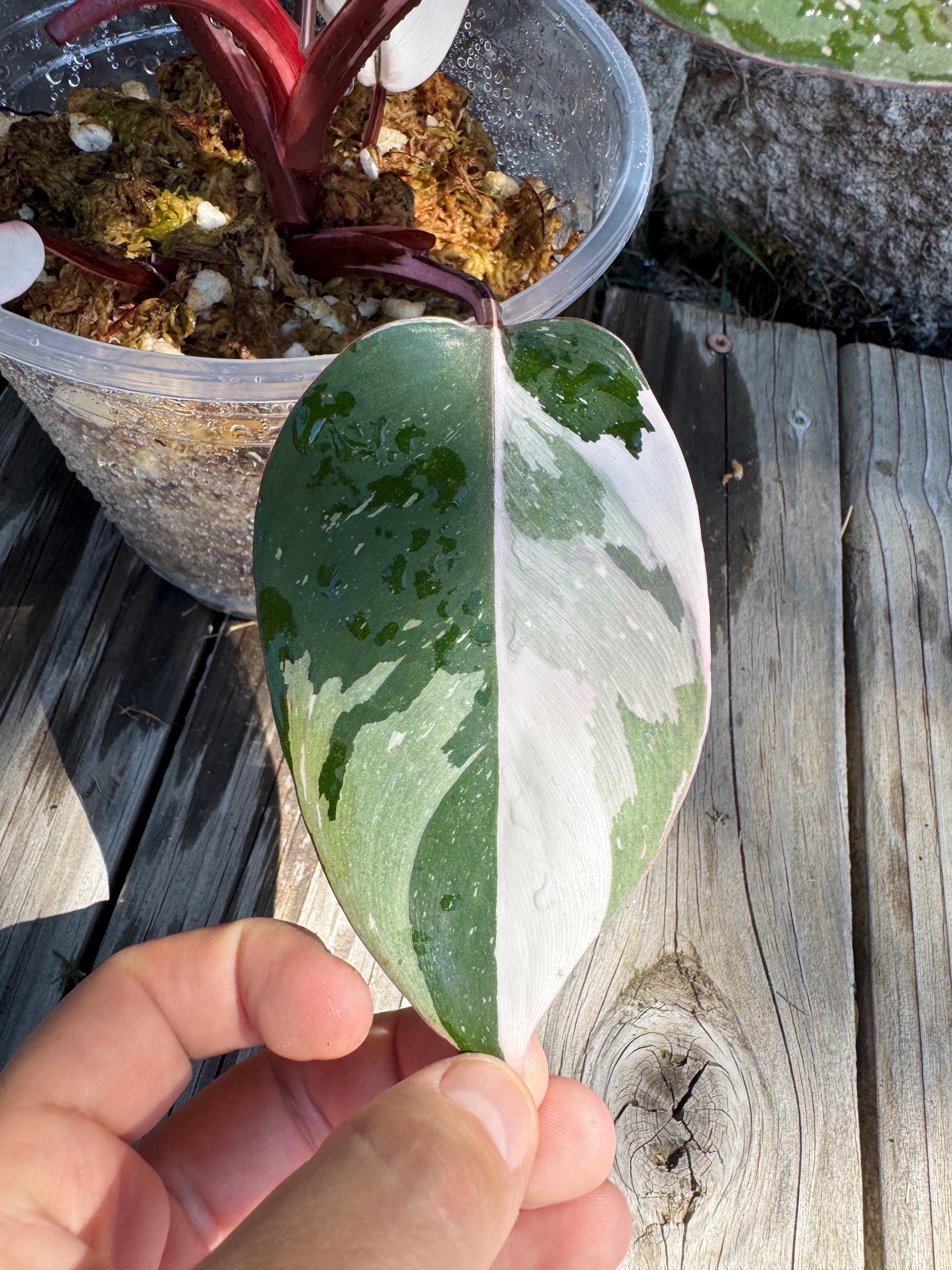 Anthurium Michelle X Zara Doc Block - Etsy