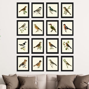 Vintage Bird Wall Art Gallery Set of 16 Prints Beautiful Antique Country Forest Outdoor Nature Farmhouse Cottage Home Decor to Frame VW