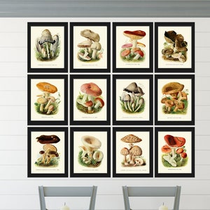 Vintage Mushroom Prints Wall Art Set of 12 Beautiful Antique Forest Nature Cabin Farmhouse Kitchen Dining Room Home Decor to Frame PDH