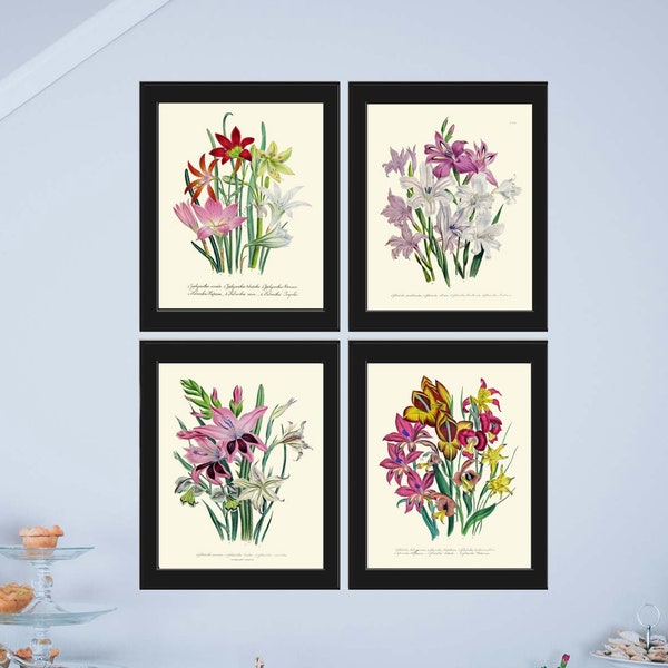 Gladiolus Flowers Botanical Wall Art Set of 4 Prints Beautiful Garden Plants Bouquet Floral White Pink Illustration Home Decor to Frame LEB