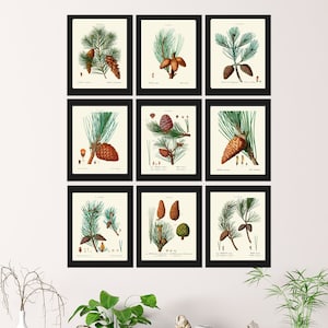 Pinecone Botanical Wall Art Set of 9 Prints Beautiful Vintage Antique Conifer Pine Cone Tree Woodland Cabin Home Room Decor to Frame TDA