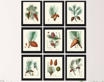 Pinecone Botanische Wall Art Set van 9 Prints Prachtige Vintage Antieke Conifer Pine Cone Tree Woodland Cabin Home Room Decor om TDA in te lijsten
