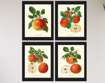 Roter Apfel Botanische Wand Kunst 4er Set Schöne Vintage Antike Obst Esszimmer Küche Garten Natur Illustration Wohnkultur zum Rahmen GR