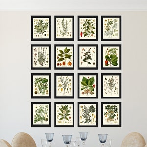 Kräuter und Gewürze Drucke Botanisches Set von 16 Schönen Antik Vintage Küche Esszimmer Interior Design Großes Wohndekor zum Rahmen KOHS