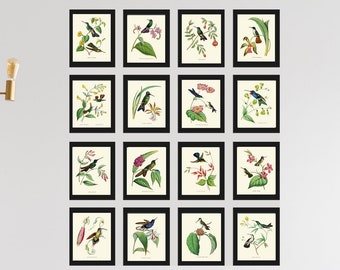 Kolibri WandKunst Große Galerie 16er Set Druck Schöne Antike Vintage Tropische Inneneinrichtung Vögel Blumen Home Dekor zu Rahmen NDO