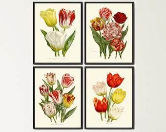 May include: Set of four vintage botanical prints featuring colourful tulips in various shades of red, yellow, and white. The prints are framed in black and displayed on a white wall above a dresser.