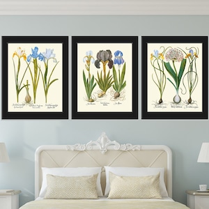 Blue Iris Botanical Prints Wall Art Set of 3 Beautiful Vintage Garden Plants Flowers Bulbs Chart Illustration Home Decor to Frame BESL