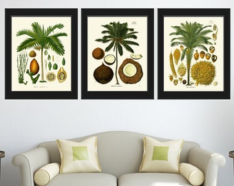 Palm Tree Coconut Tropical Botanical Wall Art Set of 3 Prints Beautiful Antique Vintage Illustration Interior Design Decor to Frame KOH