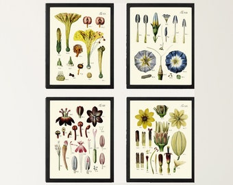 Vintage Botanical Flower Chart Print Set of 4 Wall Art Beautiful Antique Botanical Anatomy of the Flowers Poster Home Decor to Frame BAJ