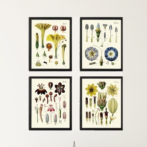 Vintage Botanische Bloem Grafiek Print Set van 4 Wall Art Mooie Antieke Botanische Anatomie van de Bloemen Poster Home Decor naar Frame BAJ