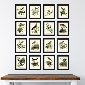 Vintage Bird Wall Art Gallery Set of 16 Prints Beautiful Antique Nest Trees Forest Outdoor Nature Farmhouse Cottage Home Decor to Frame DCF