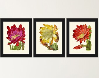 Florence - Floral Studded Cactus in Ramona, California: Layered Vintage  Collaboration Photography Wall Decor by Arielle Vey - Etsy