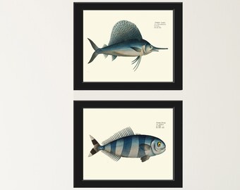 May include: Two framed vintage illustrations of fish. The top image shows a blue and white sailfish with a long bill. The bottom image shows a blue and white striped fish with a black tail.