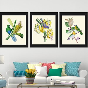 Beautiful Vintage Antique Birds Wall Art Prints Set of 3 Home Room Decor to Frame Blue Yellow Green Outdoor Nature Tropical Home Decor BNOD
