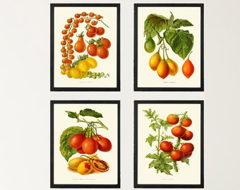 May include: Set of four vintage botanical prints featuring illustrations of different types of tomatoes. Each print is framed in black and features a white background. The prints are displayed on a white dresser with four drawers.