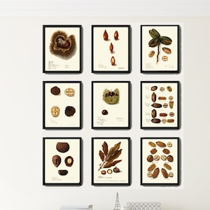 Conjunto de arte de parede com impressões de nozes 6 lindo gráfico de árvore de nozes botânicas vintage, noz, noz-pecã, amendoim, macadâmia, noz brasileira, decoração de casa para emoldurar NOZES