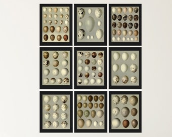 Vintage Bird Nest Eggs Prints Wall Art Set de 9 Beautiful Antique Cottage Farmhouse Birds Ilustración Libro Placa Decoración para el hogar para enmarcar BEND