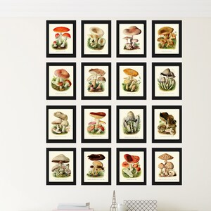 Vintage Pilze Prints Botanische WandKunst Set von 16 schönen antiken Pilz Karte Poster Küche Esszimmer Dekor pdh Rahmen