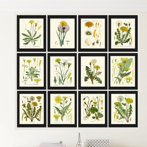 Dandelion Botanical Wall Decor Art Set of 12 Prints Beautiful Antique Vintage Wildflowers Flowers Country Nature Home  Decor to Frame DAND
