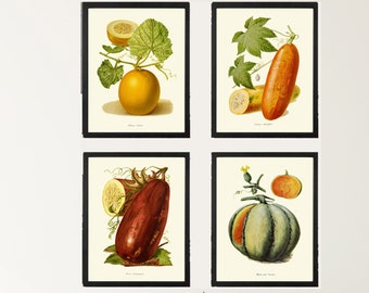 May include: Set of four vintage botanical prints featuring illustrations of different types of melons and gourds. The prints are framed in black and displayed on a white wall above a dresser.