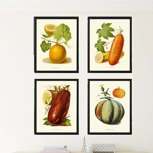 Kitchen Dining Room Wall Art Vintage Vegetable Print Set 4 Botanical Melon Cucumber Eggplant Plants Garden Nature Home Decor to Frame POMO