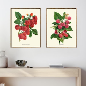 Red Raspberries Kitchen Dining Room Wall Art Print Set of 2 Home Decor Beautiful Vintage Berry Fruit Painting Illustration to Frame BOSP