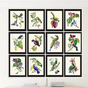 Tropical Exotic Birds Wall Art Print Set of 12 Beautiful Vintage Antique Colorful Coastal Fruit Banana Berries Leaf Home Decor to Frame OBB