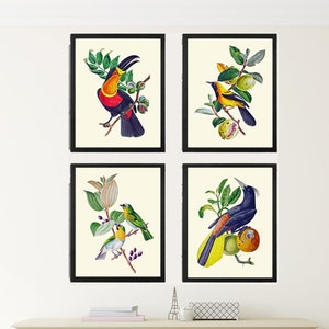Toucan Tropical Birds Wall Art Print Set of 4 Vintage Antique Botanical Fruit Dining Room Office Kitchen Fireplace Home Decor to Frame OBB