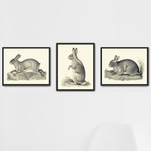May include: Three black and white framed illustrations of rabbits. The first rabbit is running, the second is sitting up, and the third is lying down. The illustrations are on a white wall with a white chair and a woven basket in the foreground.