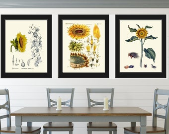 Flores de girasol Arte de pared Estampados botánicos Conjunto de 3 hermosas flores antiguas vintage Flores silvestres amarillas Erizo Decoración del hogar para enmarcar SUN