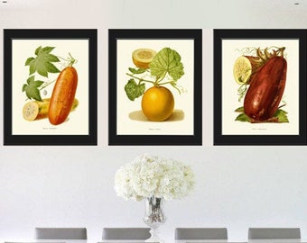 May include: Three framed botanical prints of fruits and vegetables. The prints are in black frames and feature a cucumber, a citron, and an eggplant.