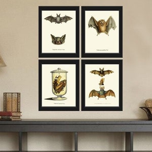 Vintage vleermuis muur kunst set van 4 prints antieke dieren bos land natuur wetenschap grafiek type natuur wetenschappelijk huis kamer decor om vleermuizen te framen