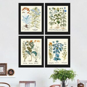 Zestaw 4 wydruków botanicznych na ścianę z motywem kwiatów polnych Cudweeds Holly Sunrose Thistle Goose Tongue Country Field Nature Home Decor do oprawienia w ramę BESL