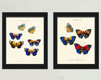 Colorful Butterflies Wall Art Set of 2 Prints Vintage Antique Blue Red Yellow Garden Outdoor Nature Poster Home Decor Picture to Frame WH