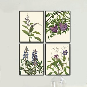 Vintage Botanical Print Set of 4 Wall Art Purple Violet Clematis Wisteria Lupine Flowers Beautiful Antique Home Room Decor to Frame NAWF
