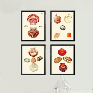 Vintage Red Seashells Prints Wall Art Set of 4 Prints Beautiful Antique Sea Shell Ocean Beach Bathroom Office Bedroom Home Decor to Frame KG