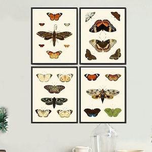 Vintage Butterfly Wall Art Print Set of 4 Antique Vintage Neutral Color Garden Nature Decoration Bedroom Office Home Decor Chart to Frame CP